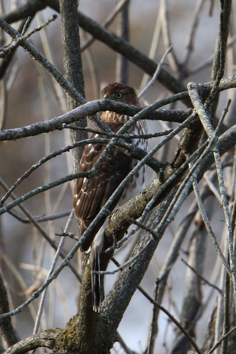 Cooper's Hawk - ML627566285