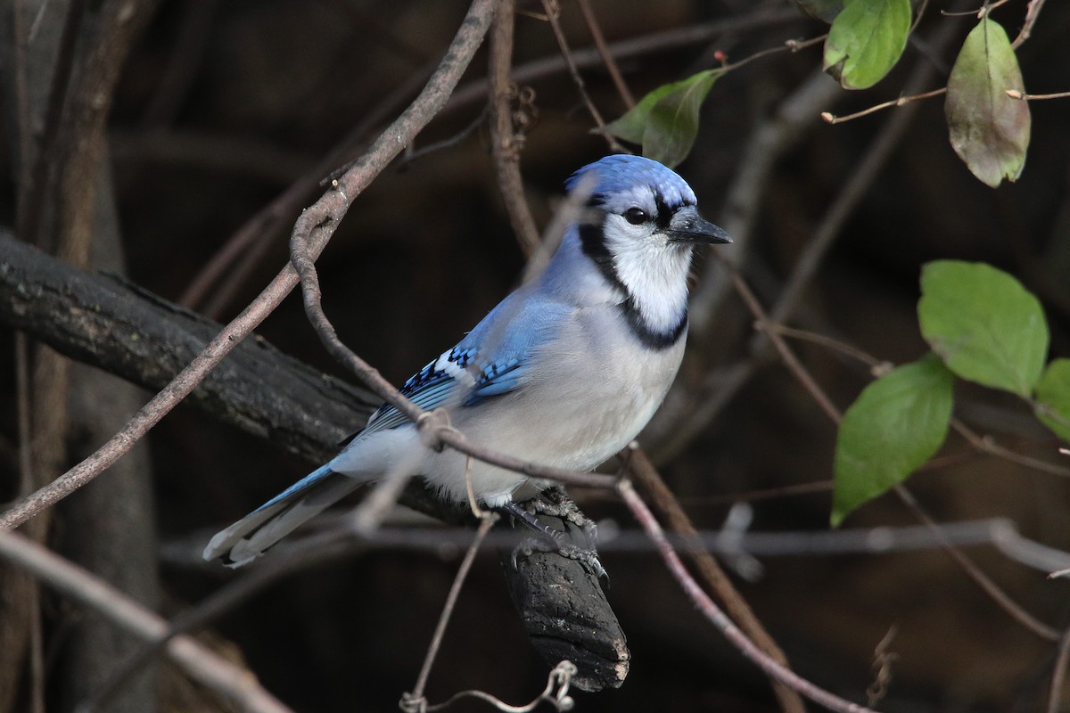 Blue Jay - ML627566305