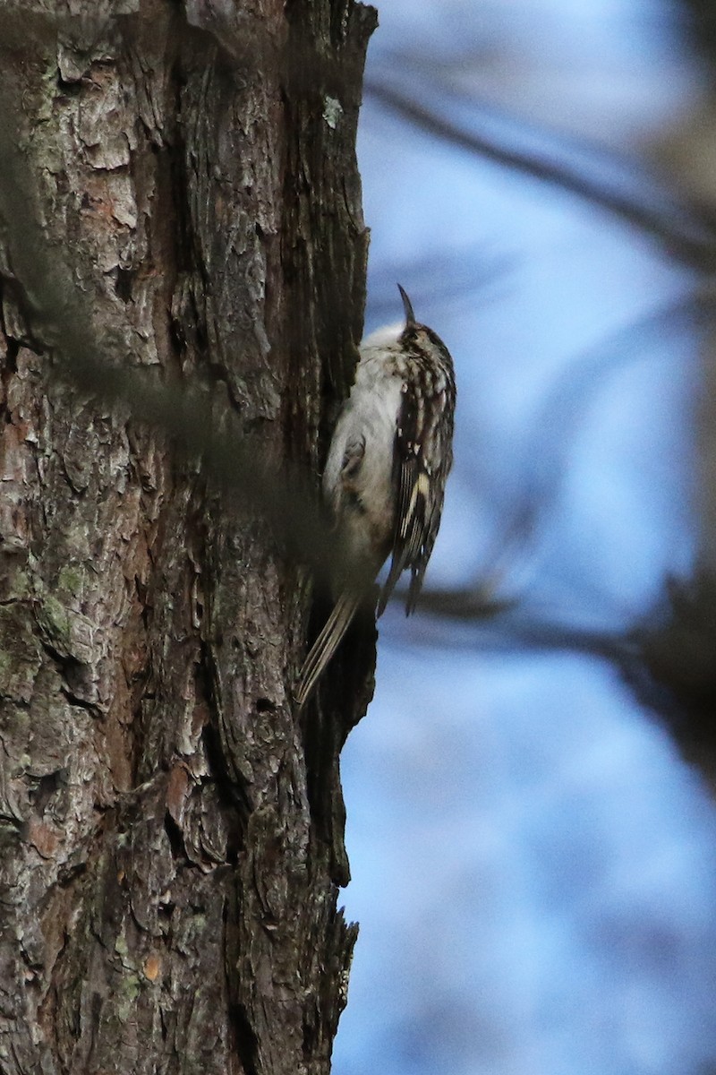 Brown Creeper - ML627566313