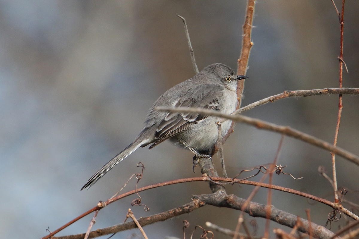 Northern Mockingbird - ML627566339
