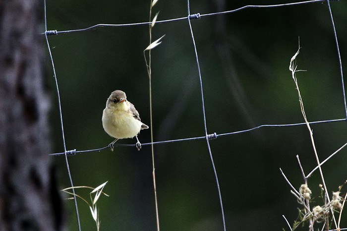 Melodious Warbler - ML62756641