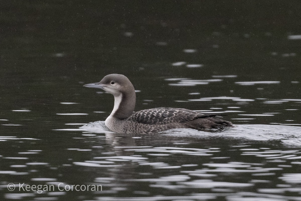 potáplice pacifická - ML627566565