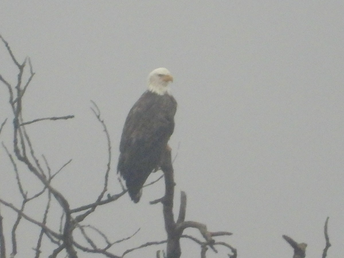 Bald Eagle - ML627566575