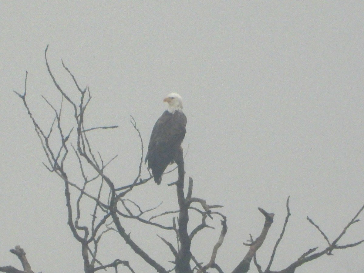 Bald Eagle - ML627566576