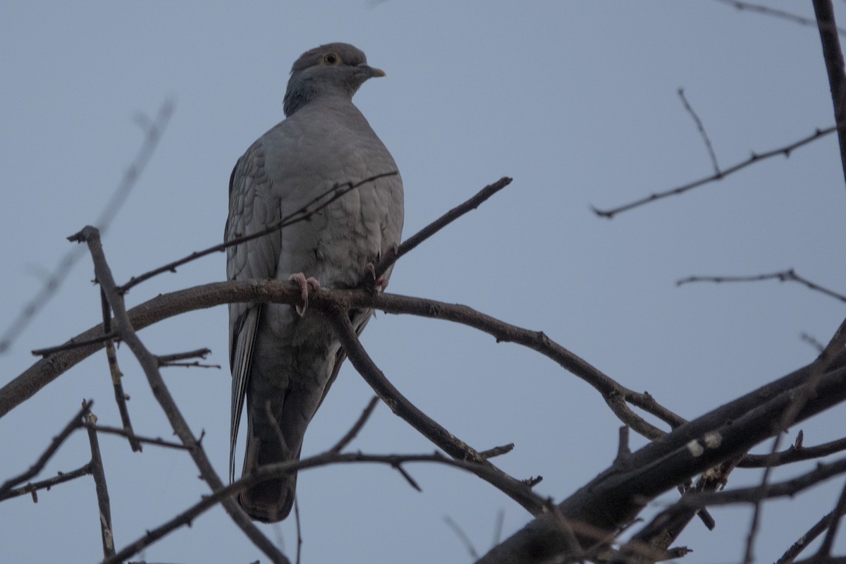 Yellow-eyed Pigeon - ML627566745