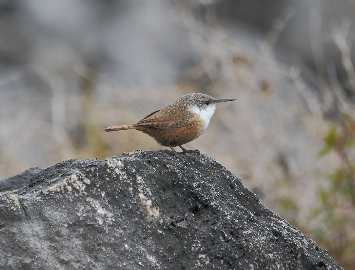 Canyon Wren - ML627566759