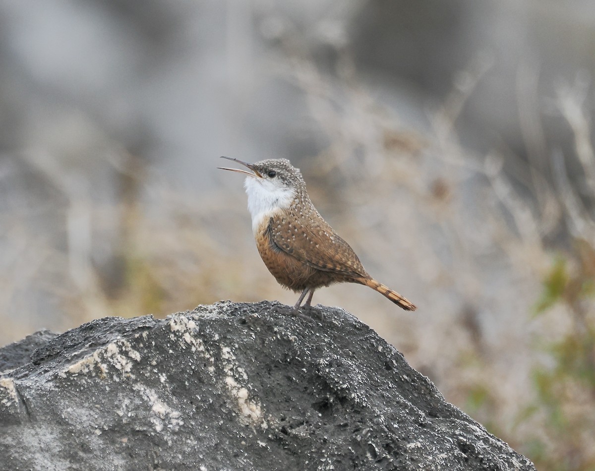 Canyon Wren - ML627566785