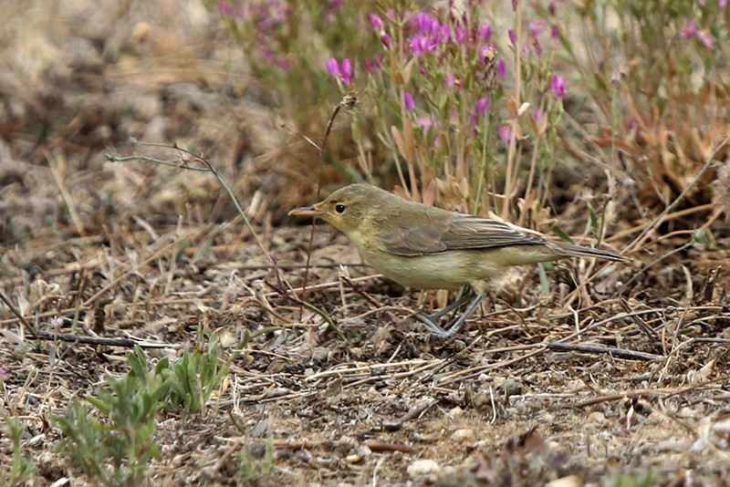 Melodious Warbler - Francisco Barroqueiro