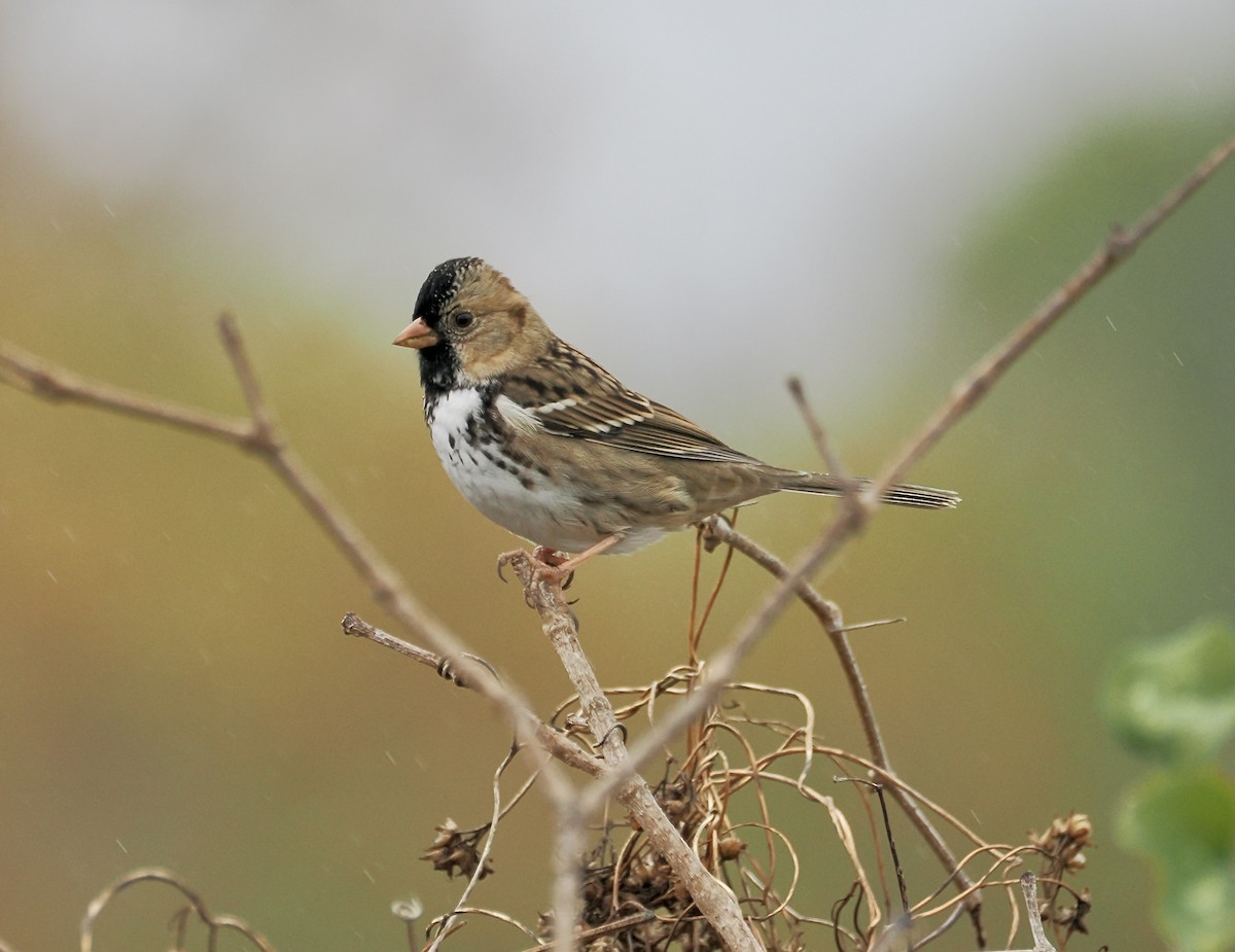 Harris's Sparrow - ML627566931