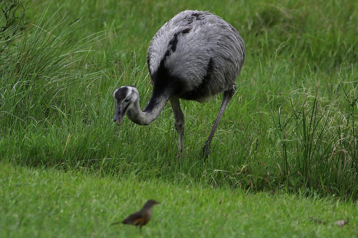 Greater Rhea - ML627566932