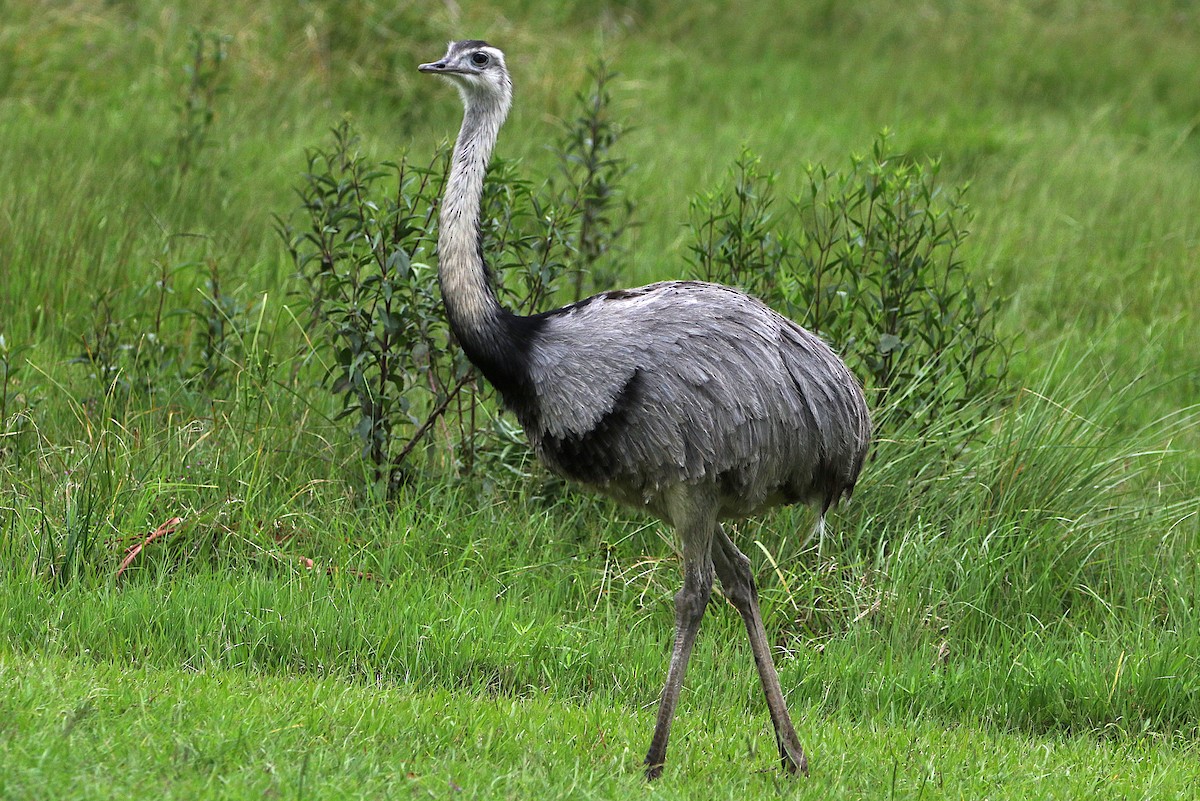 Greater Rhea - ML627566948