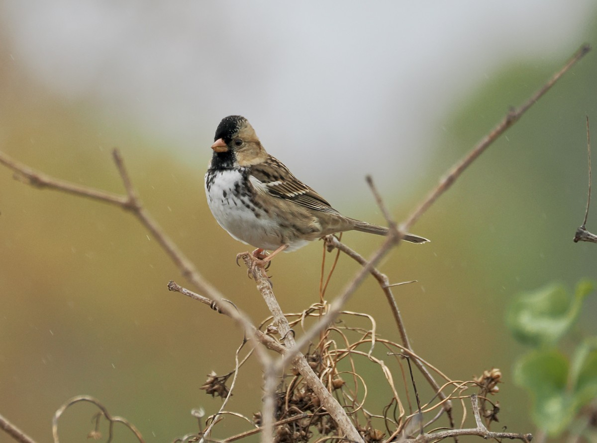 Harris's Sparrow - ML627566951