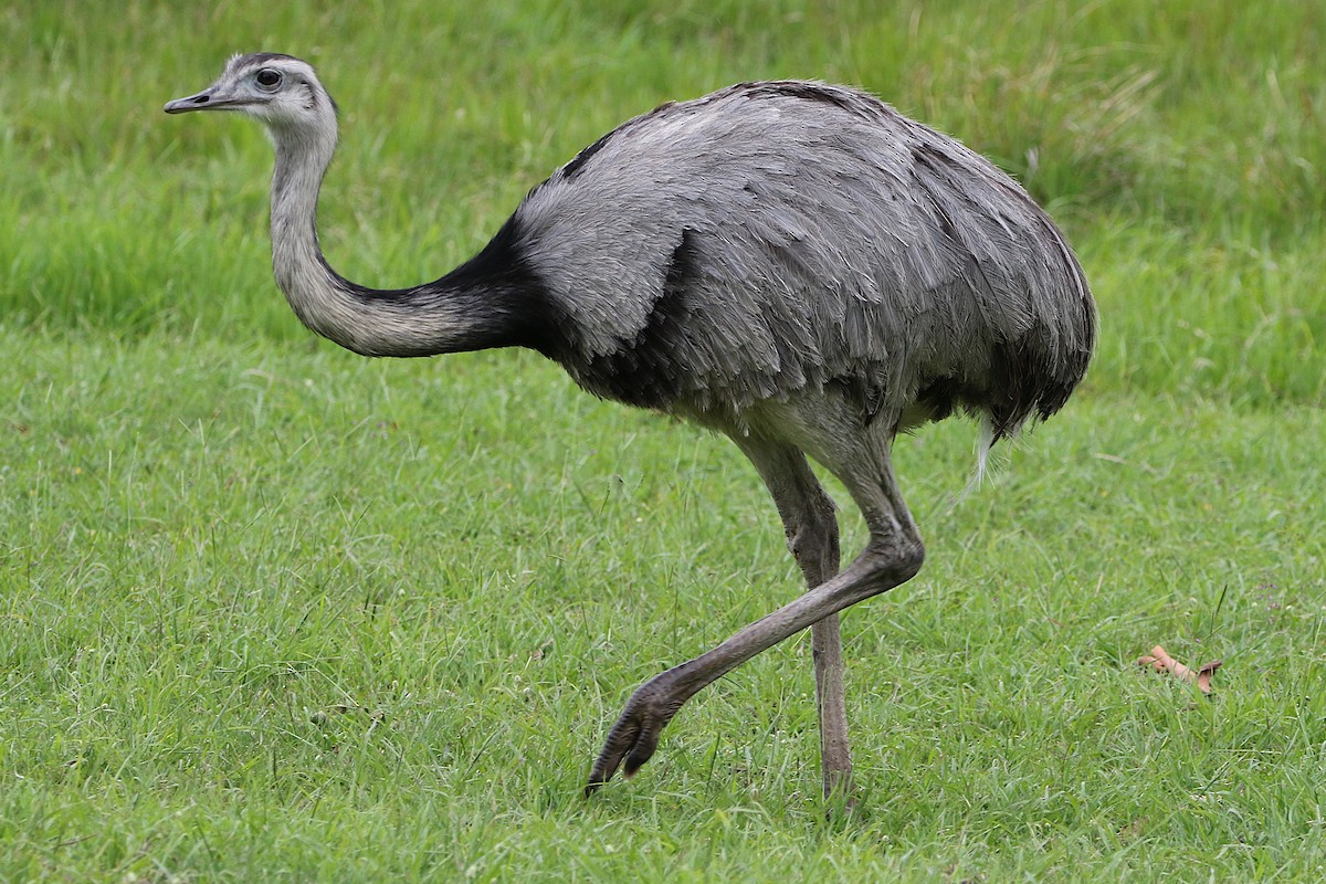 Greater Rhea - ML627566953