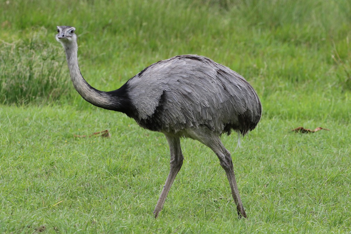 Greater Rhea - ML627566955