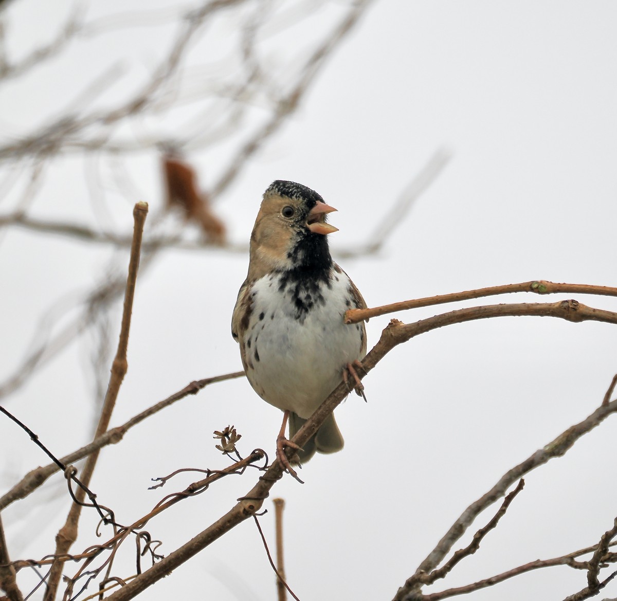 Harris's Sparrow - ML627566958