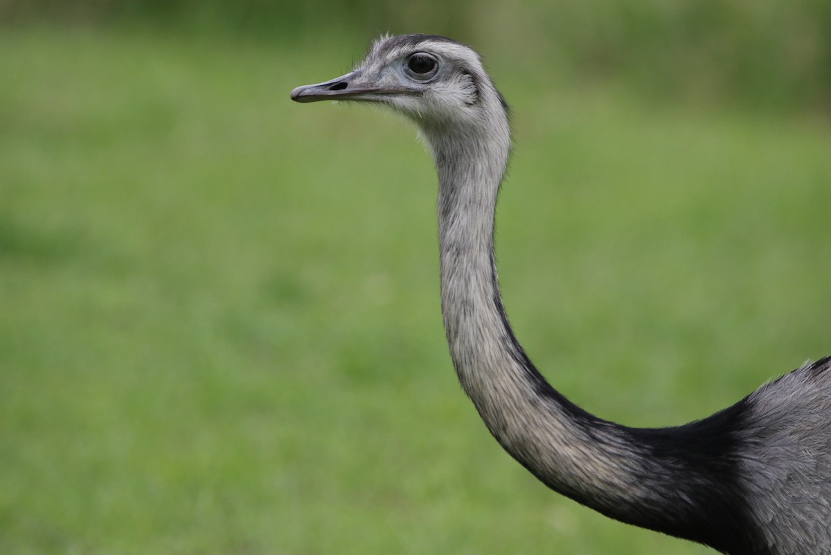 Greater Rhea - ML627566968