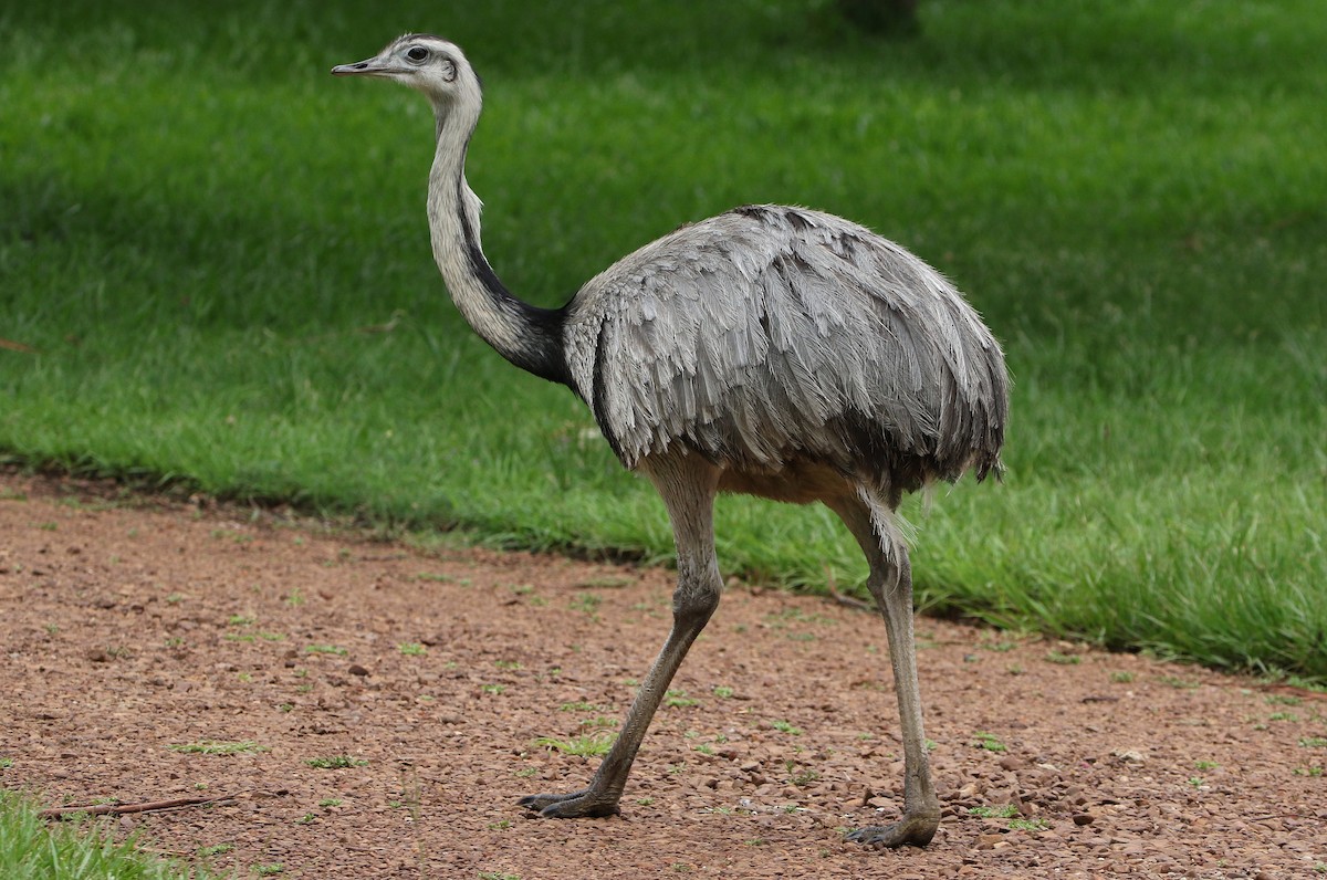 Greater Rhea - ML627566974