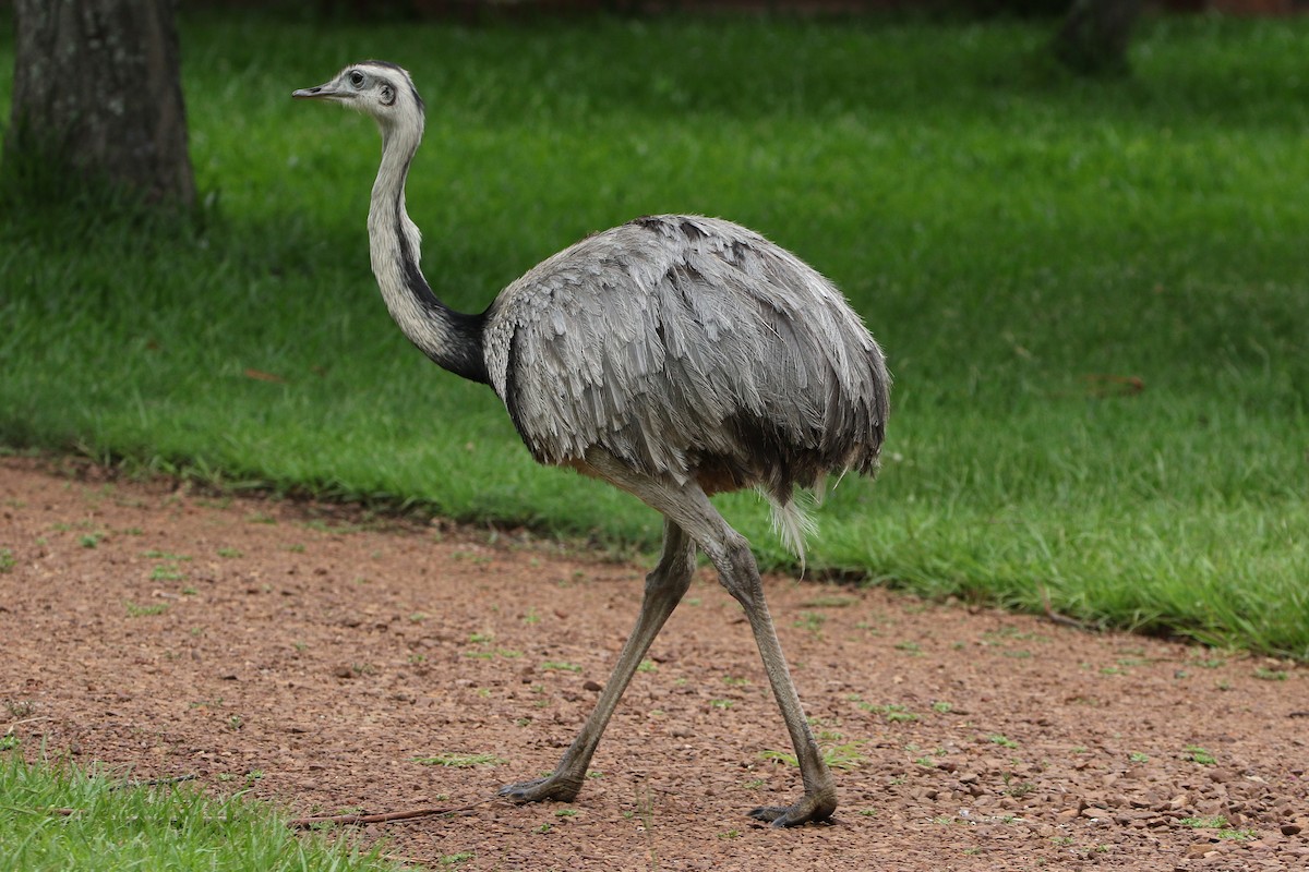 Greater Rhea - ML627566982