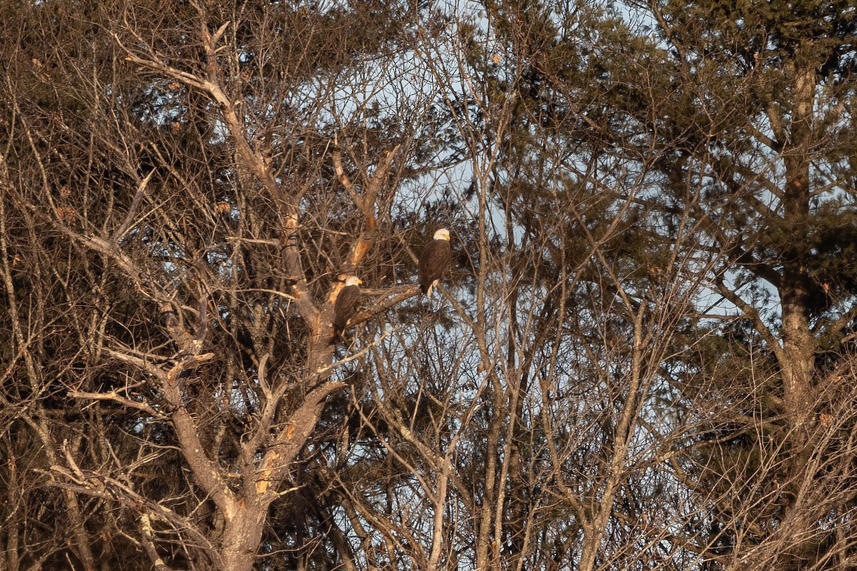 orel bělohlavý - ML627567027