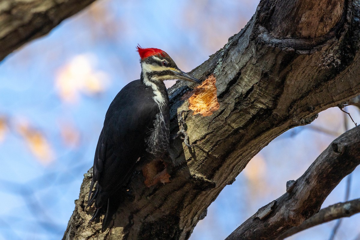 datel chocholatý - ML627567178