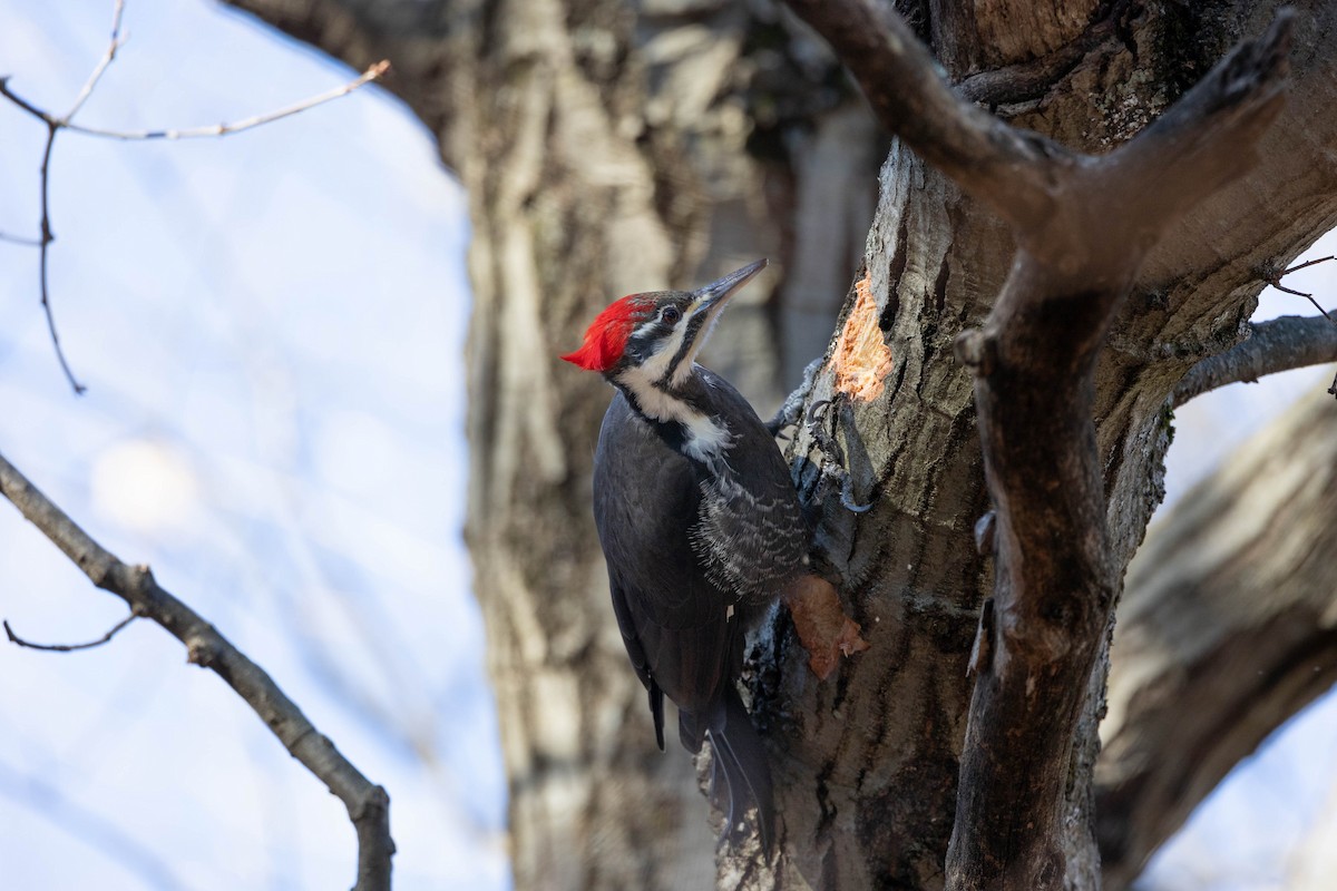 datel chocholatý - ML627567179
