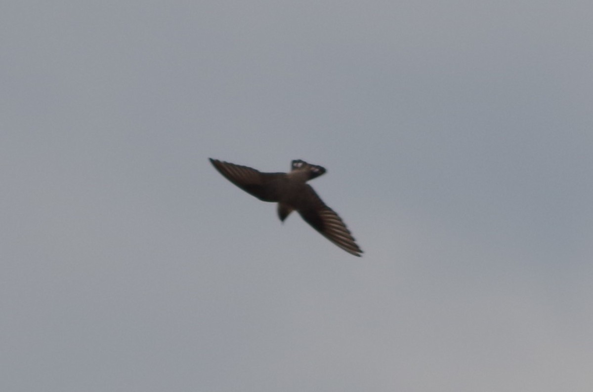 Eurasian Crag-Martin - ML627567262