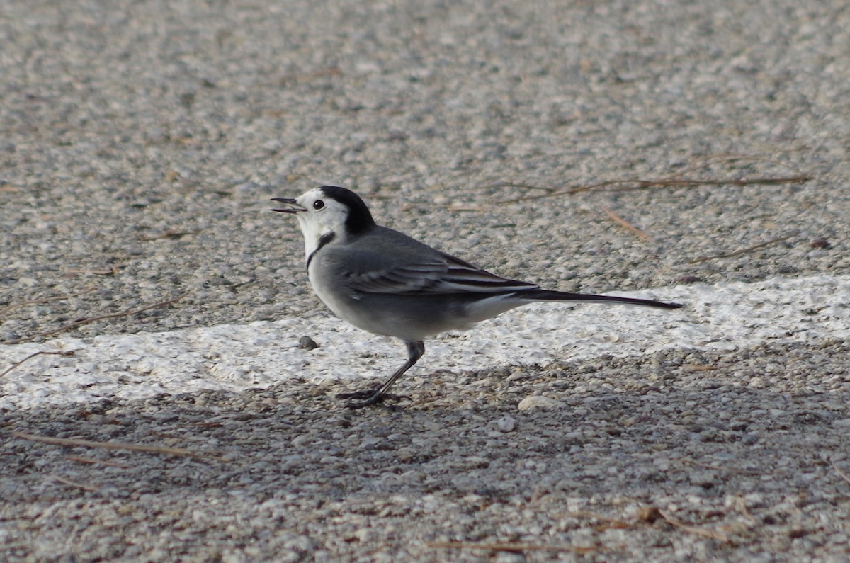 White Wagtail - ML627567272