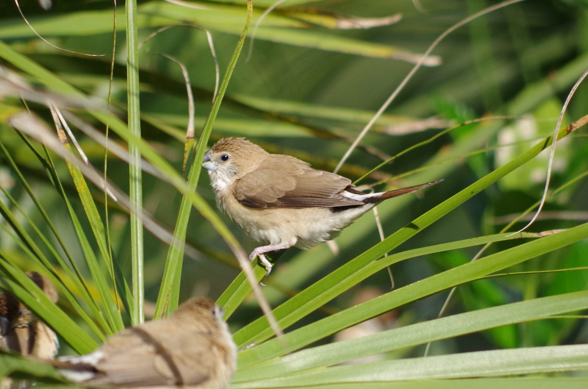 Indian Silverbill - ML627567284