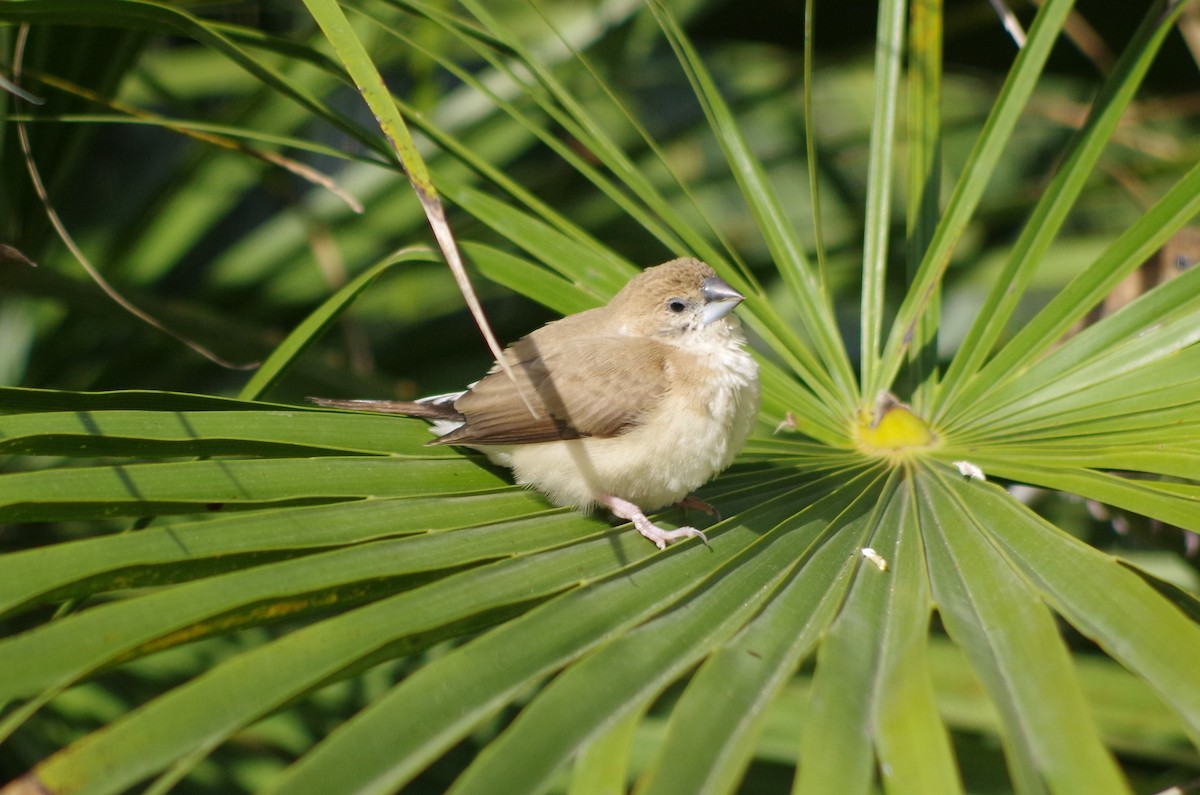 Indian Silverbill - ML627567285