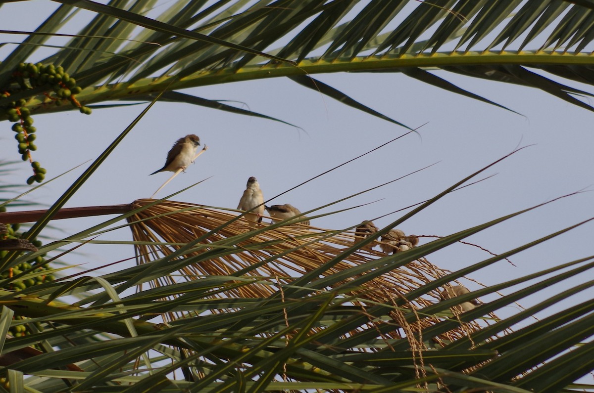 Indian Silverbill - ML627567286