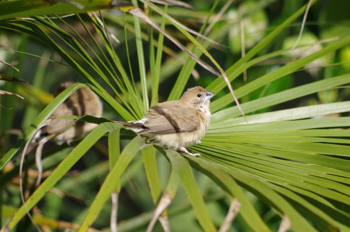 Indian Silverbill - ML627567287