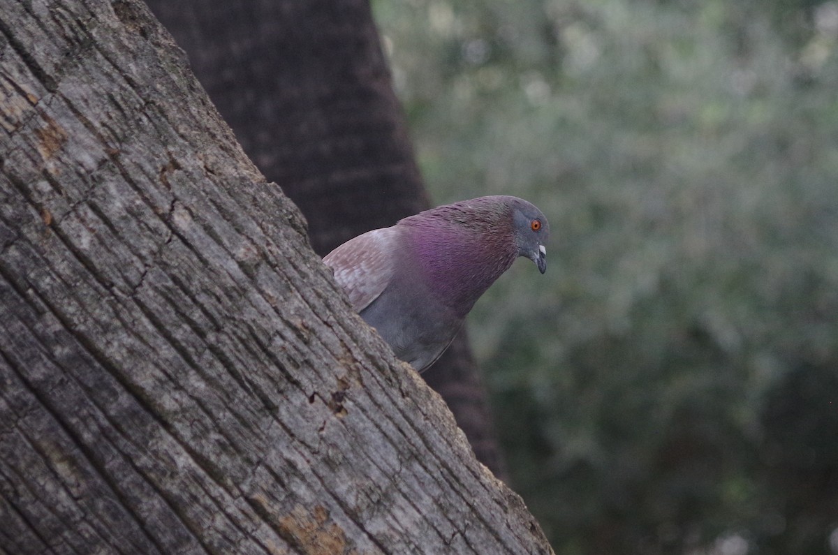 Rock Pigeon (Feral Pigeon) - ML627567304