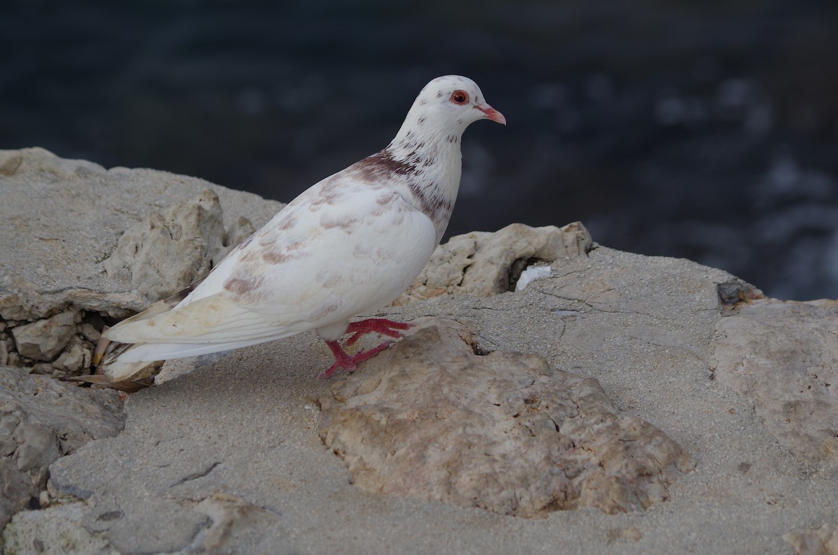 Rock Pigeon (Feral Pigeon) - ML627567306