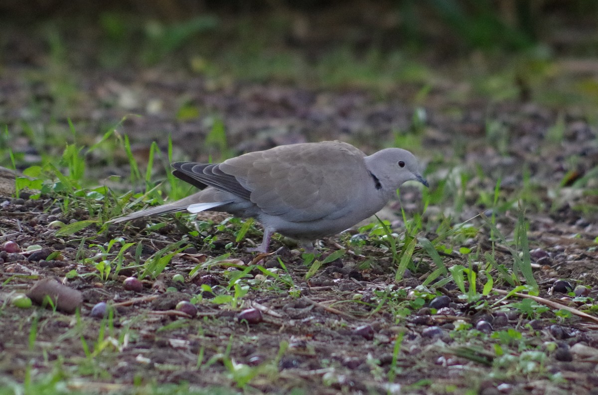 Eurasian Collared-Dove - ML627567313