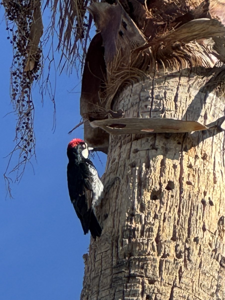 Acorn Woodpecker - ML627567318