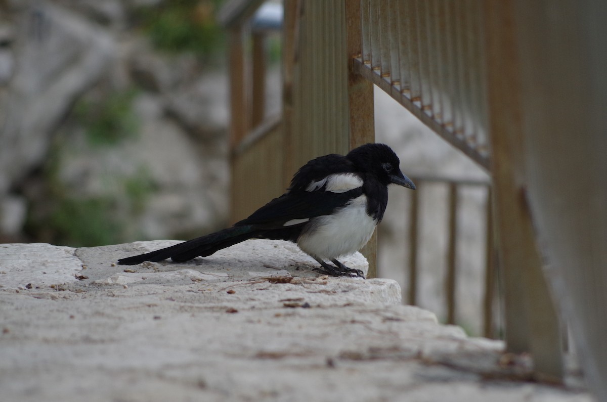 Eurasian Magpie - ML627567330
