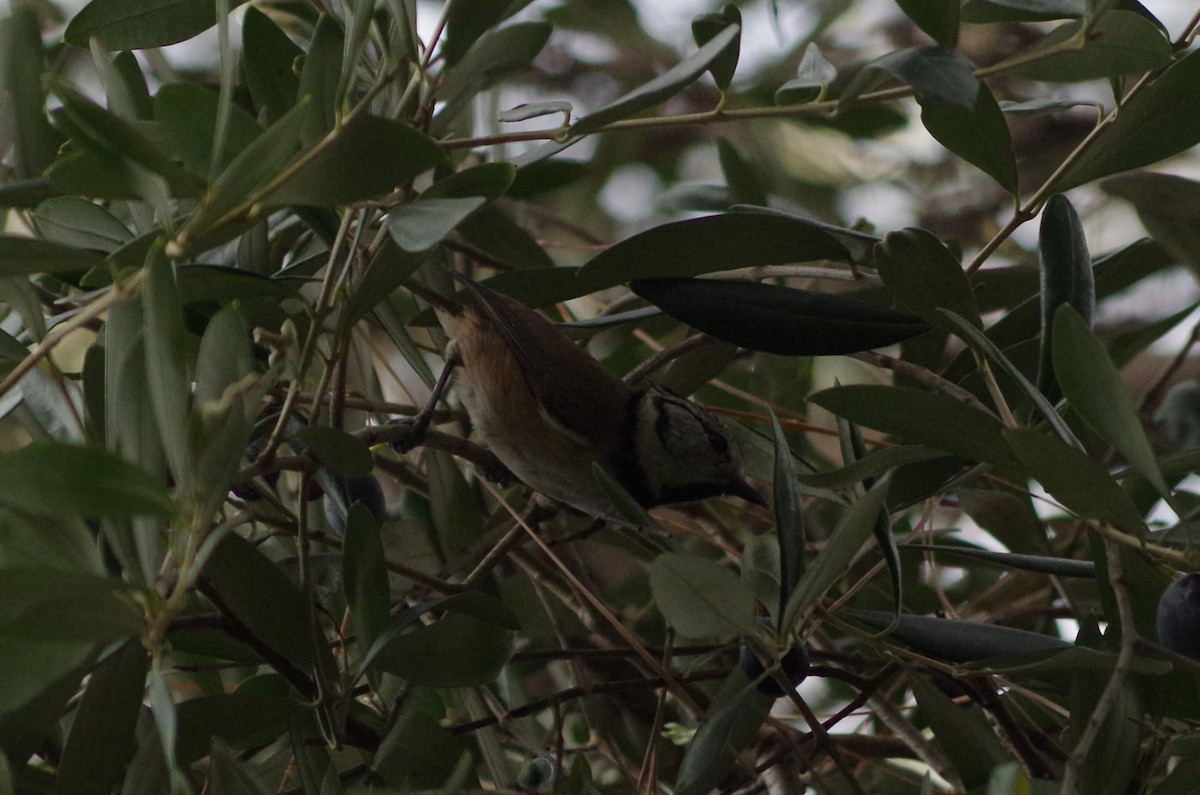 Crested Tit - ML627567337