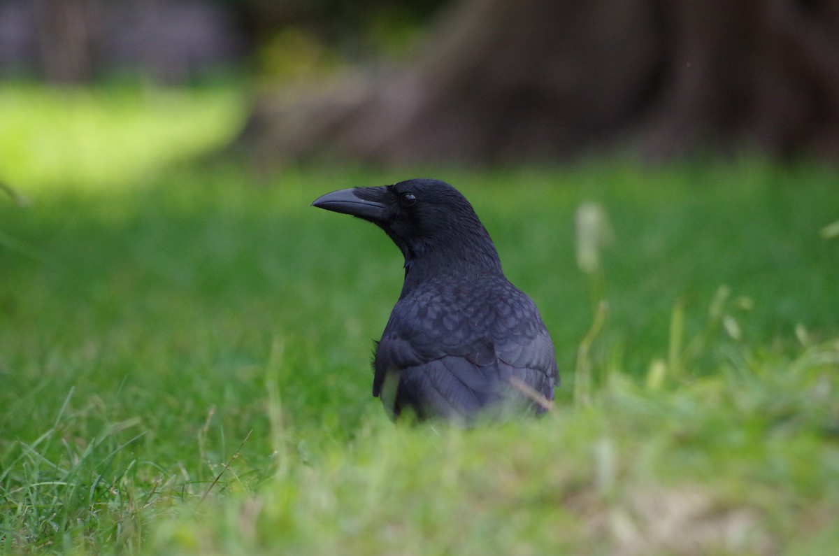 Carrion Crow - ML627567343