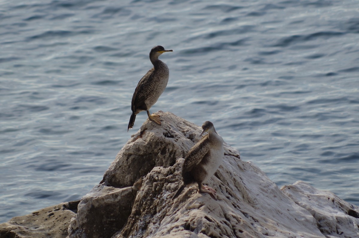 Great Cormorant - ML627567348