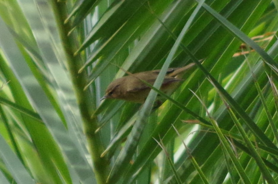Common Chiffchaff - ML627567425