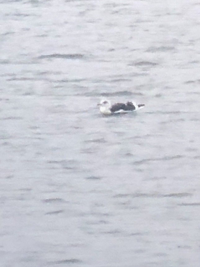 小黑背鷗 - ML627567442