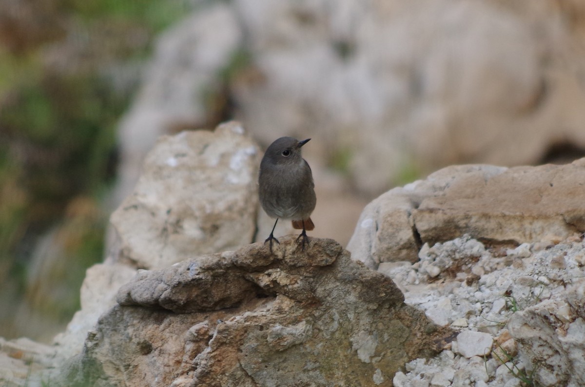 Black Redstart - ML627567443