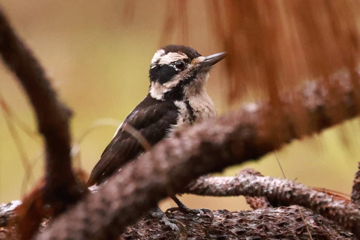 Hairy Woodpecker - ML627567477