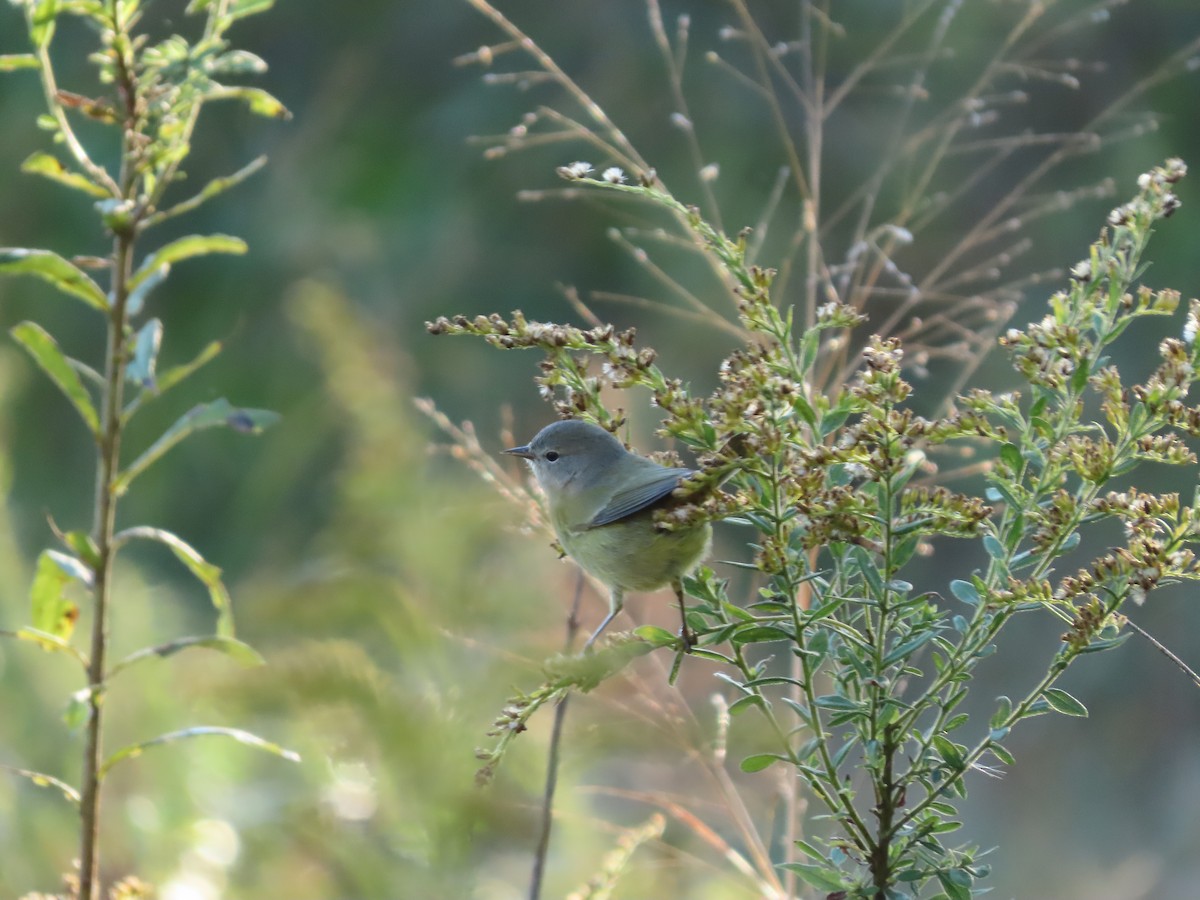 Paruline verdâtre - ML627567500
