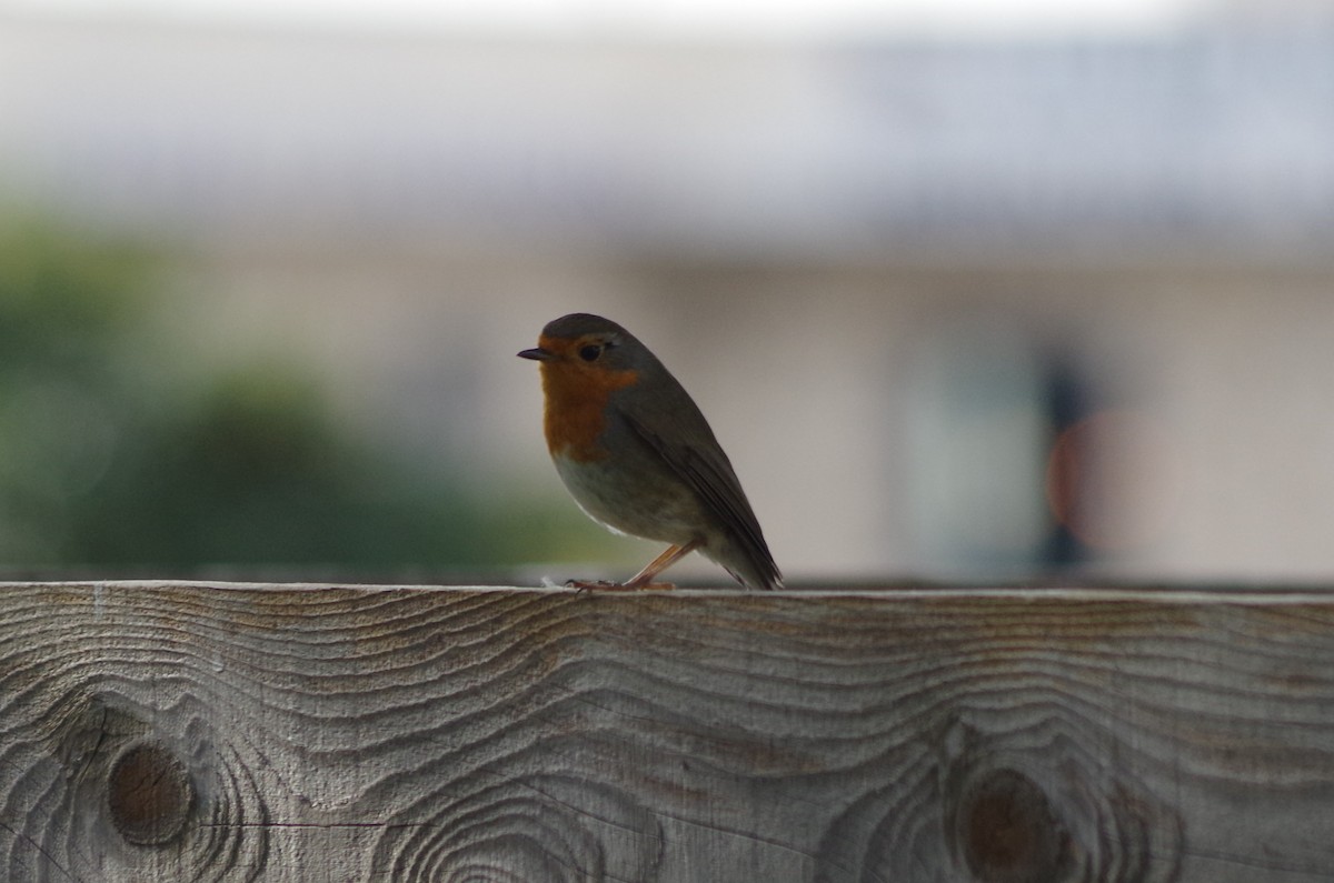 European Robin - ML627567508