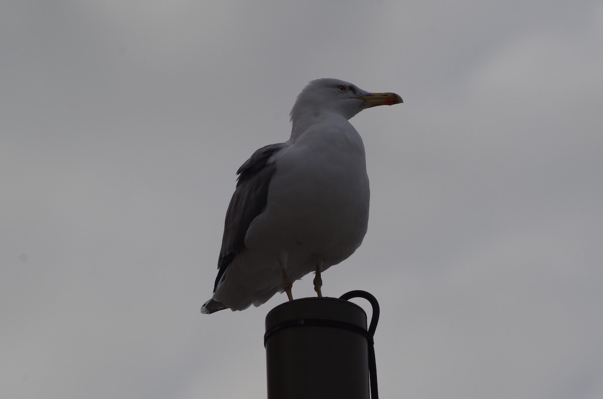 Yellow-legged Gull - ML627567557