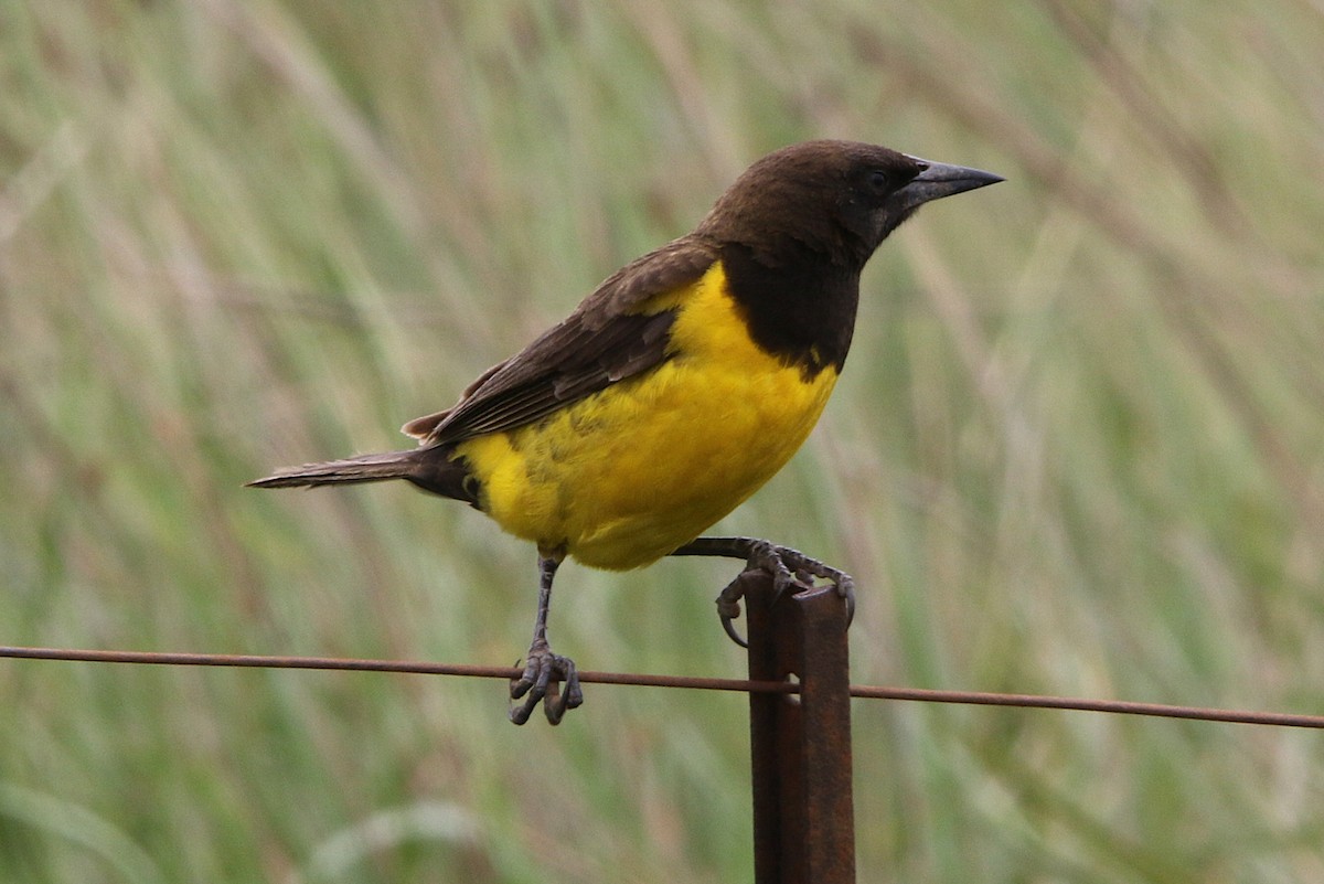 Yellow-rumped Marshbird - ML627567562