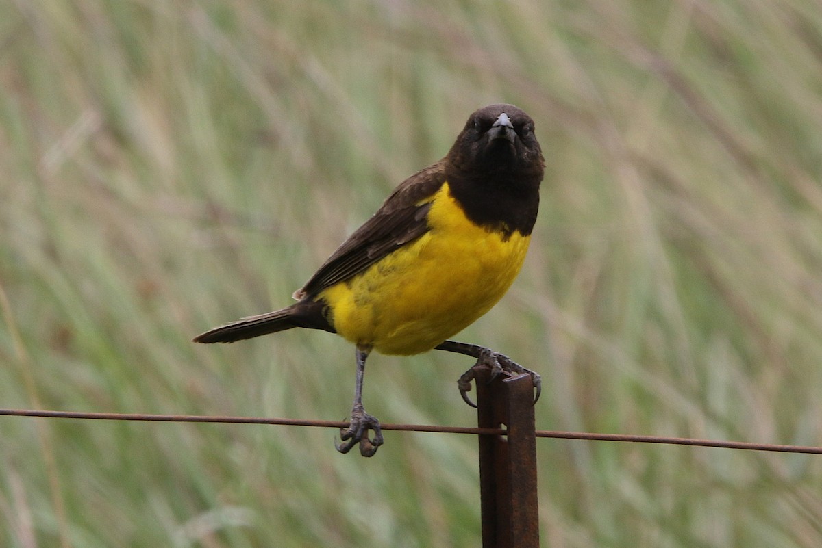 Yellow-rumped Marshbird - ML627567566