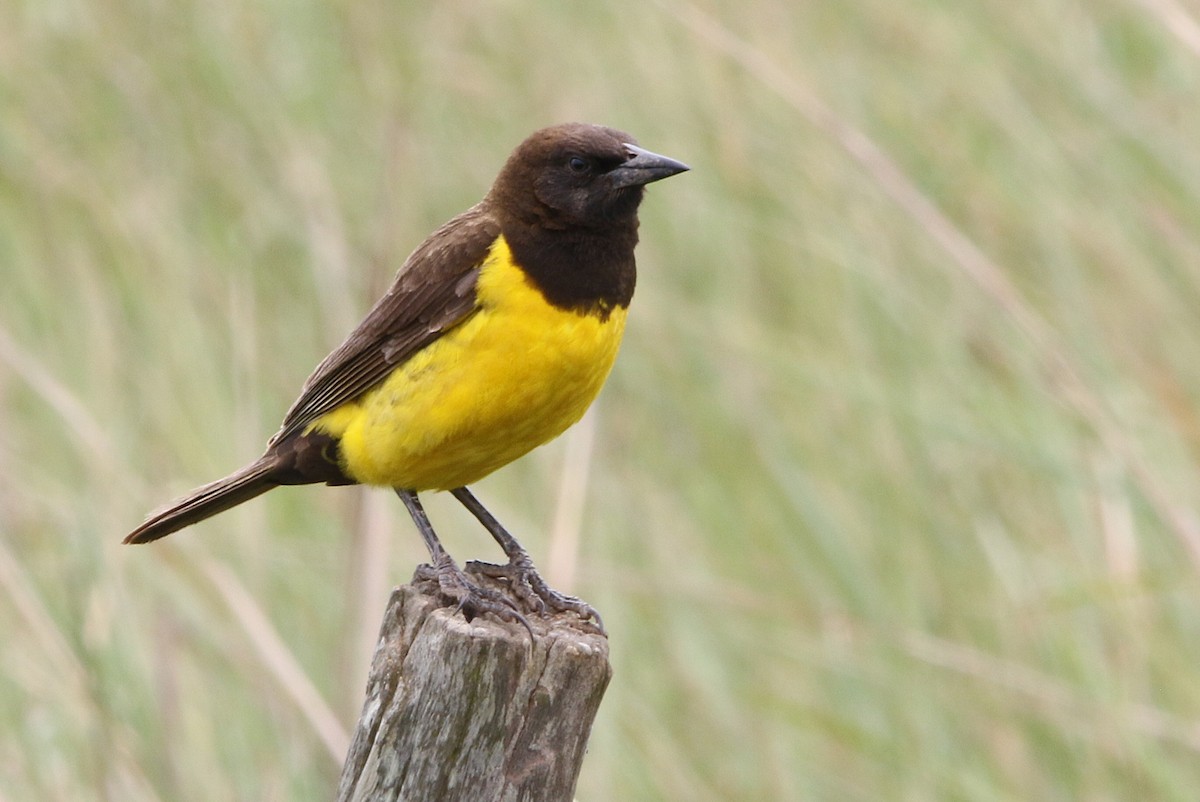 Yellow-rumped Marshbird - ML627567574