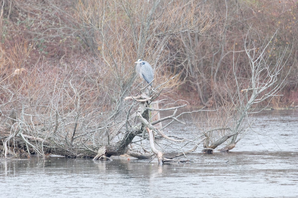 Great Blue Heron - ML627567582